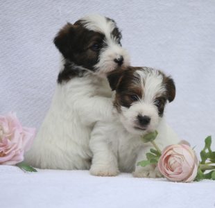 Whitney’s puppies born 31.5.2023